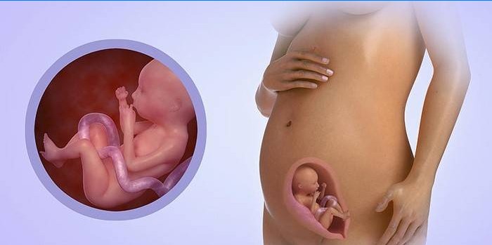 Sviluppo fetale nel sesto mese di gravidanza