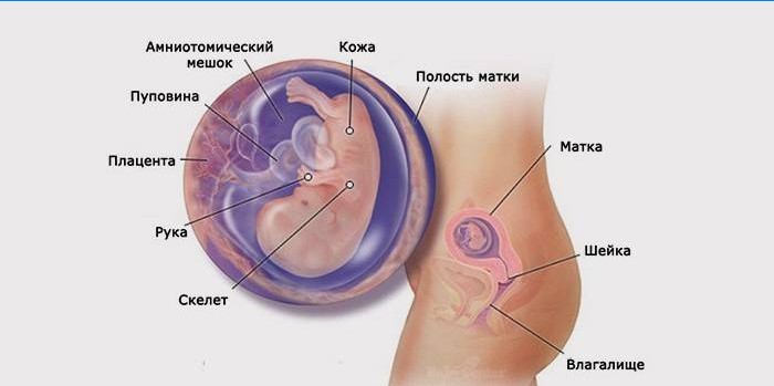 Sviluppo della gravidanza a 3 mesi