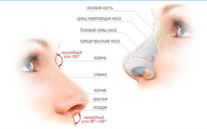 Struttura del naso