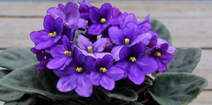 Come prendersi cura delle violette