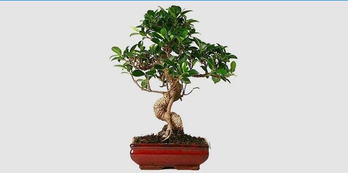 Ficus bonsai da interno
