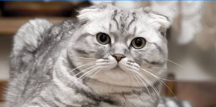 Gatto Scottish Fold