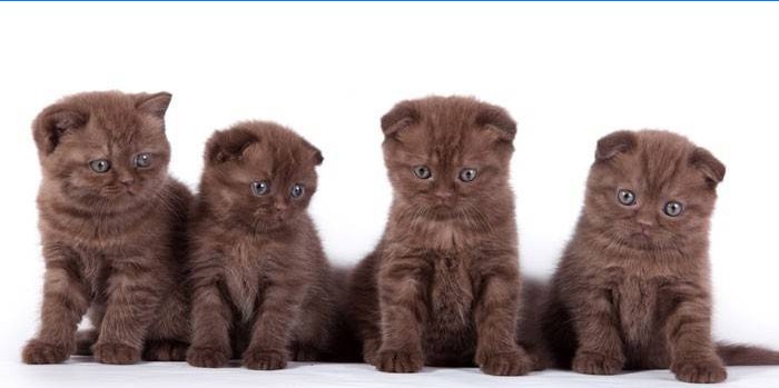 Gattini Scottish Fold