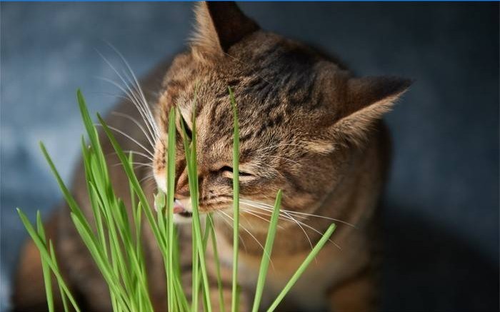 Il gatto mangia erba