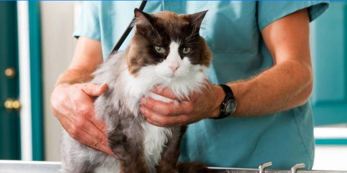 Esame del gatto prima della castrazione