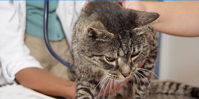 Gatto castrato
