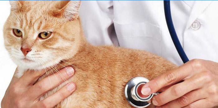 Gatto castrato dopo l'intervento chirurgico