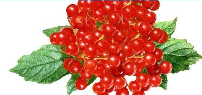 Bacche di viburno rosso