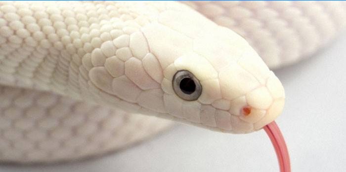 serpente bianco