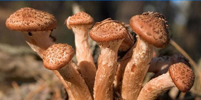 Funghi funghi