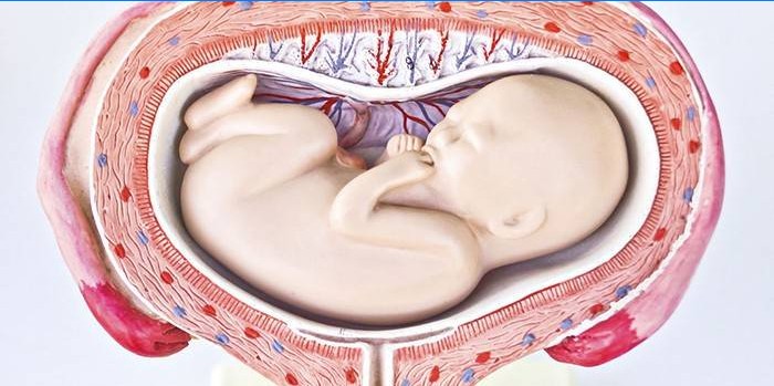 La posizione trasversale del feto nell'utero