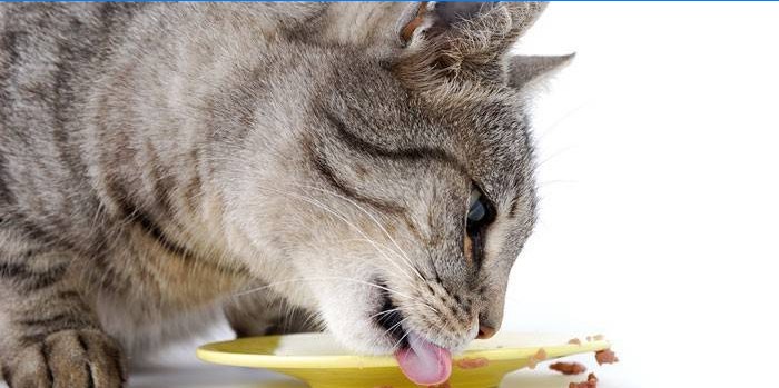 Il gatto mangia da un piatto