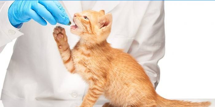 Il veterinario dà la pillola al gatto