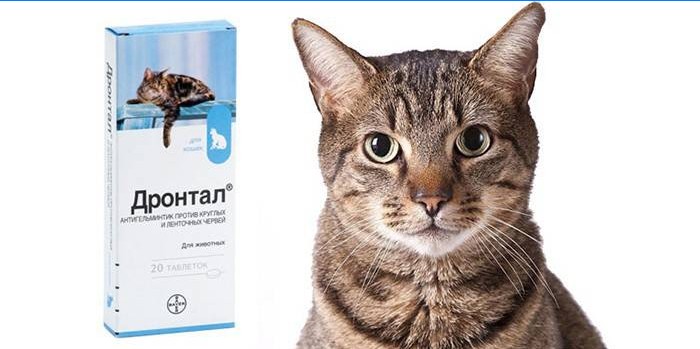 Confezione di compresse per gatti Drontal