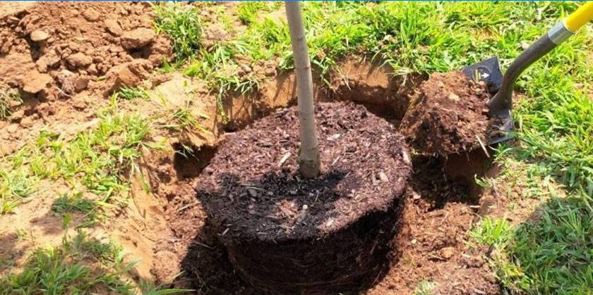 Calendario della piantagione di alberi lunari