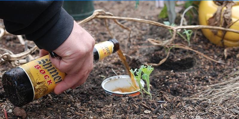 Trappola di acido borico e birra
