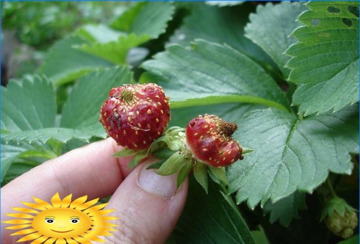 Fragole di giardino - malattie e parassiti