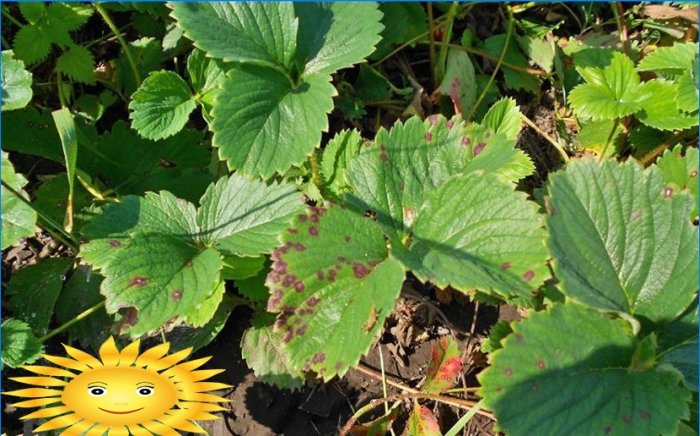 Fragole di giardino - malattie e parassiti