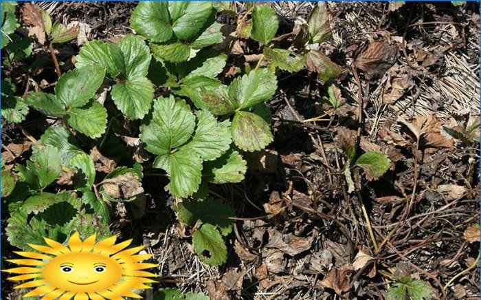 Fragole di giardino - malattie e parassiti