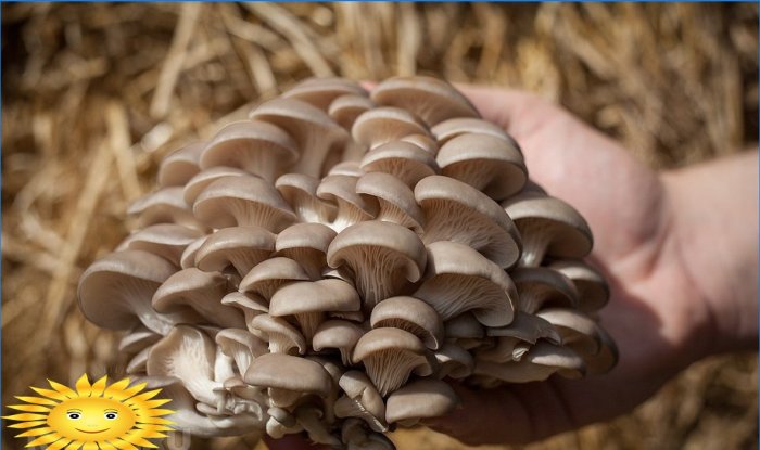 Funghi di ostrica in crescita: entrate supplementari sul tuo sito