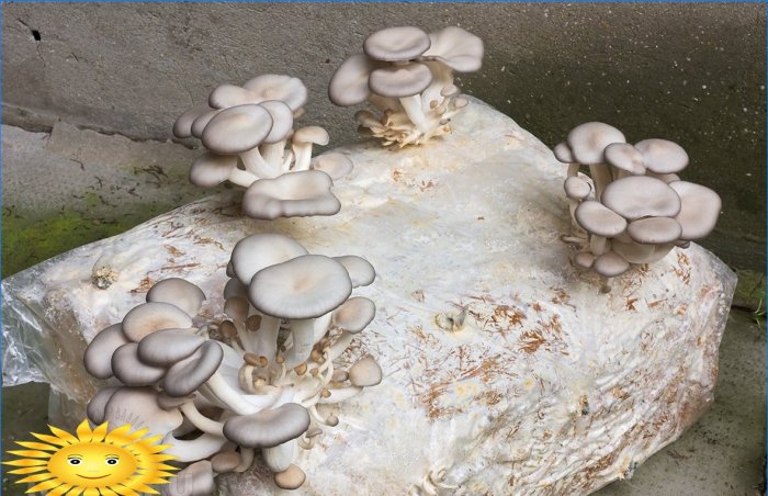 Funghi di ostrica su una borsa