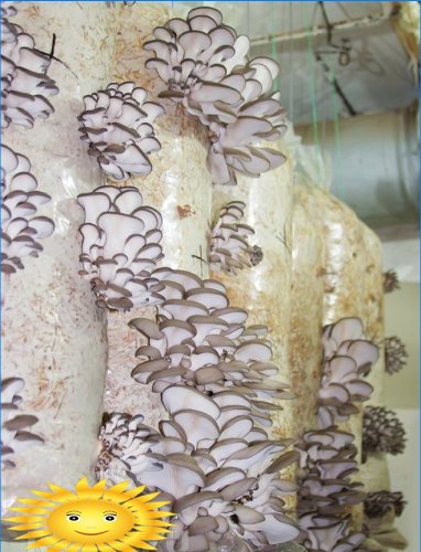 Funghi di ostrica crescenti sui sacchetti