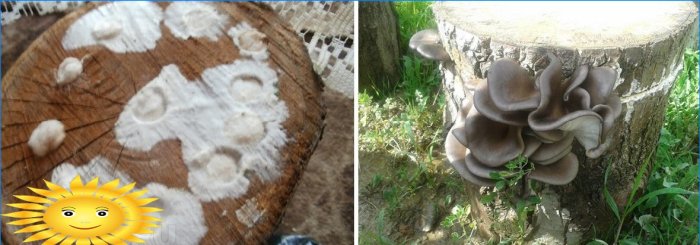 Piantare il micelio del fungo di ostrica su un ceppo di albero