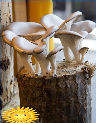 Funghi di ostrica crescenti sui ceppi