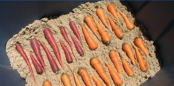 Come conservare le carote in inverno nella cantina e nel ...