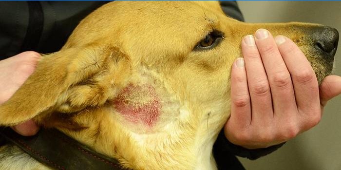 Dermatite allergica nei cani