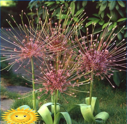 Arco ornamentale di Schubert (Allium Schubertii)