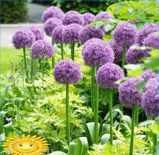 Gladiatore Allium