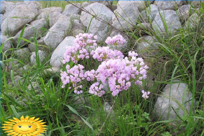 Cipolla rosa (Allium roseum)