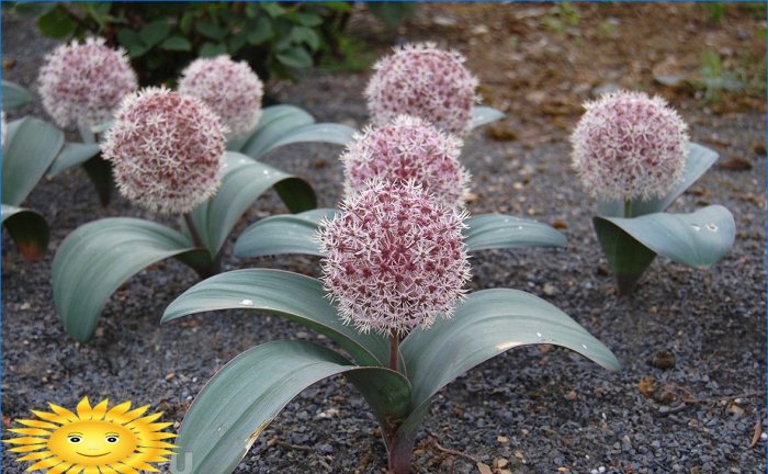 Cipolla Karatav (lat. Allium karataviense)