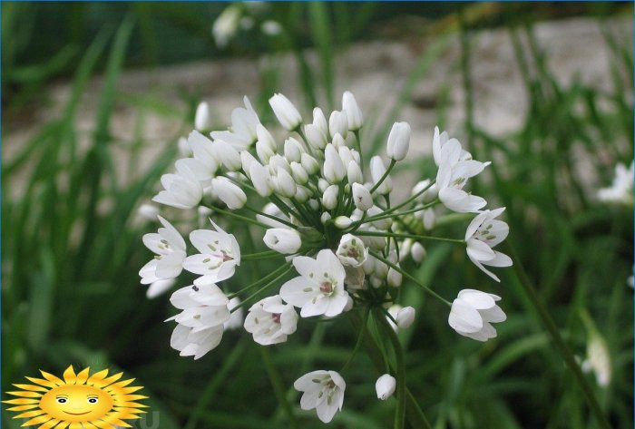 Cipolla napoletana decorativa (Allium neapolitanum)