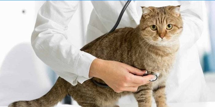 Gatto e veterinario