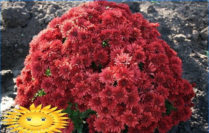 Crisantemi a forma di palla nel giardino: semina e cura