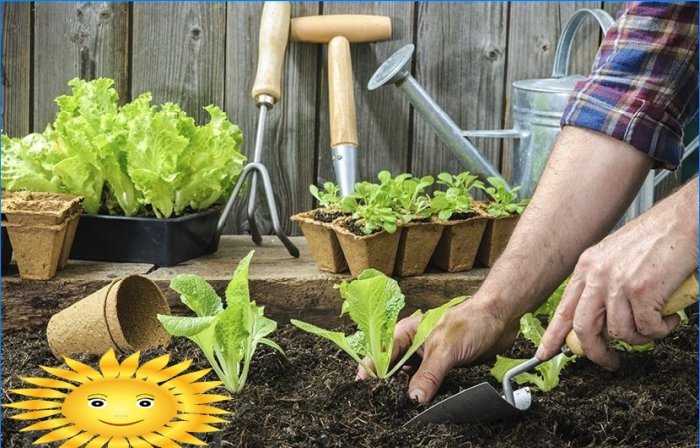 Disposizione del giardino - prepararsi per piantare verdure nei letti