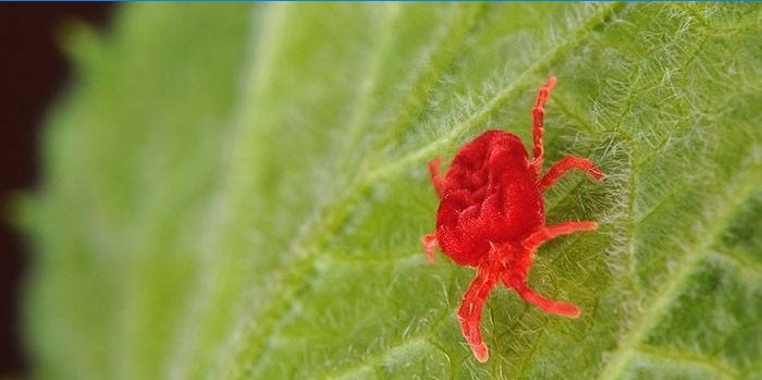 Segno di spunta rosso su un foglio