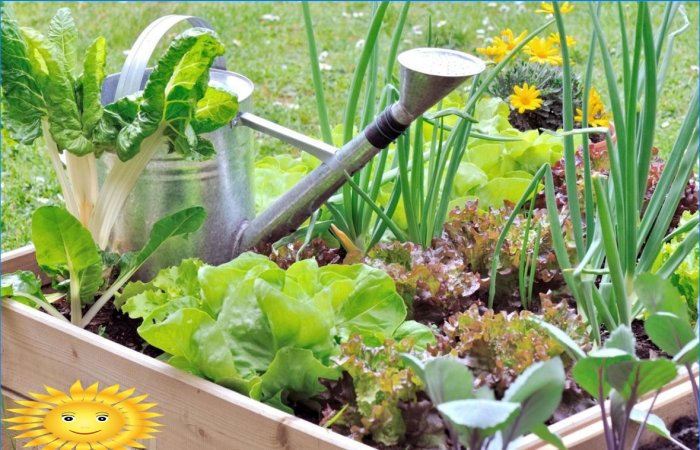 Manutenzione del giardino: come preservare le colture dal caldo e dalla siccità