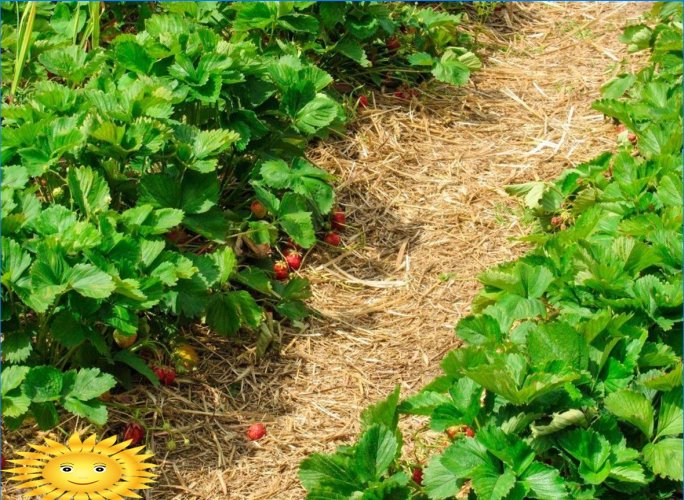 Manutenzione del giardino: come preservare le colture dal caldo e dalla siccità