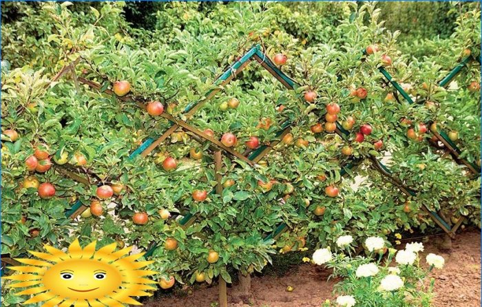 Potatura di alberi da frutto: come potare un melo