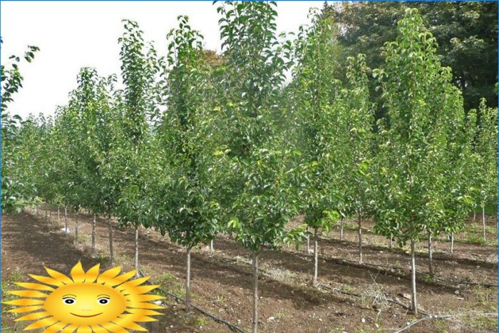 Potatura di alberi da frutto: come potare un melo
