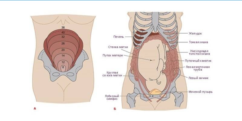 Crescita uterina durante la gravidanza