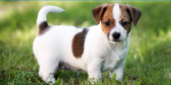 terrier razza canina inglese di piccola taglia codycross