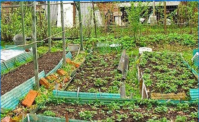 Come coltivare ortaggi precoci senza serra