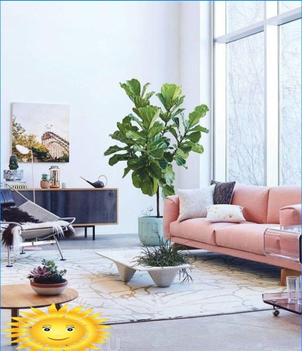 Grandi piante d'appartamento all'interno