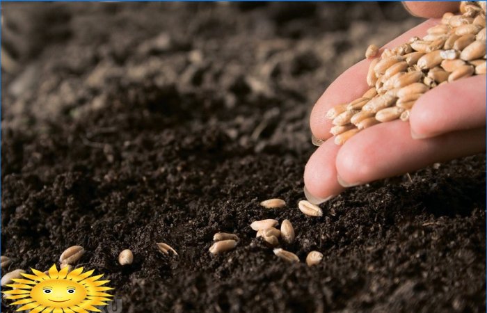 I semi non sono germogliati - possibili ragioni del fallimento