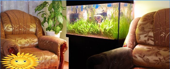 Il regno sottomarino nella tua casa - un acquario all'interno