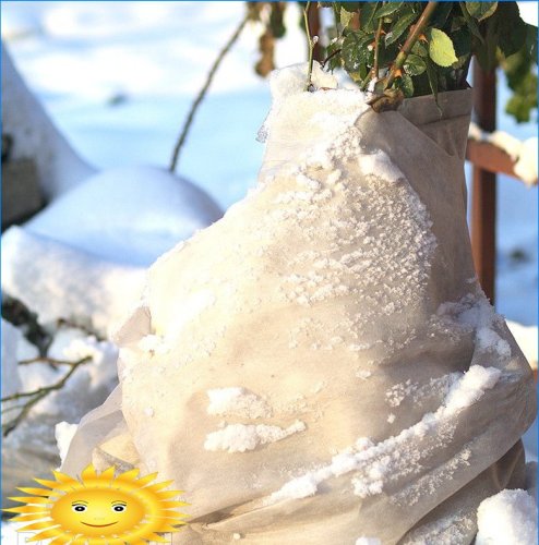 Manutenzione del giardino in inverno. Protezione dal gelo e dai roditori